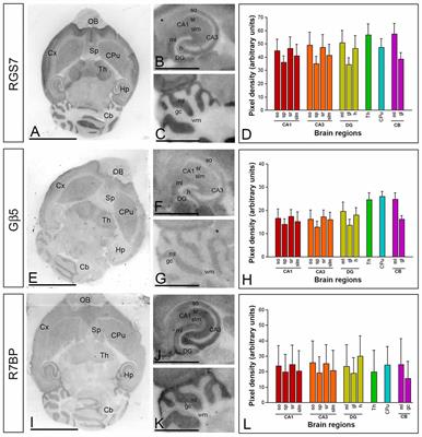 Cellular and Subcellular Localization of the RGS7/Gβ5/R7BP Complex in the Cerebellar Cortex